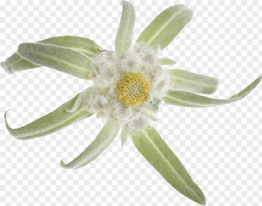 Hi Res Flower Alpenglow Light Edelweiss Stock Photography PNG
