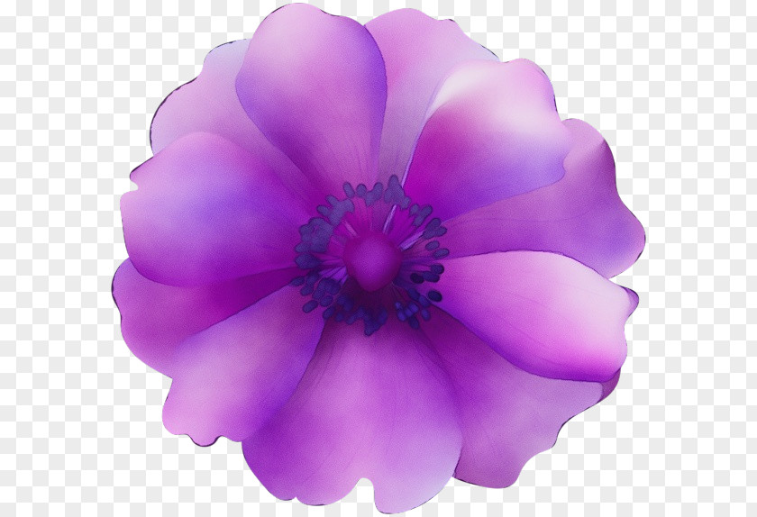 Magenta Flowering Plant Lavender PNG
