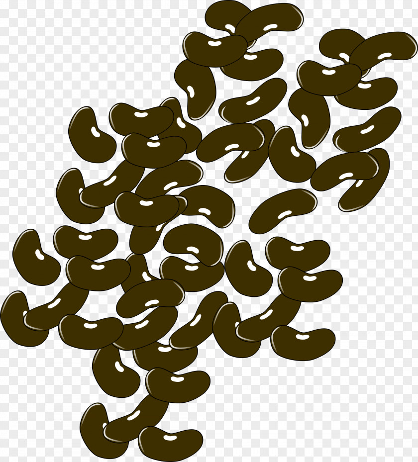 Pinto Bean Black Turtle Clip Art PNG