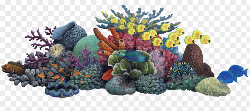 Sea Coral Reef Ocean Clip Art PNG