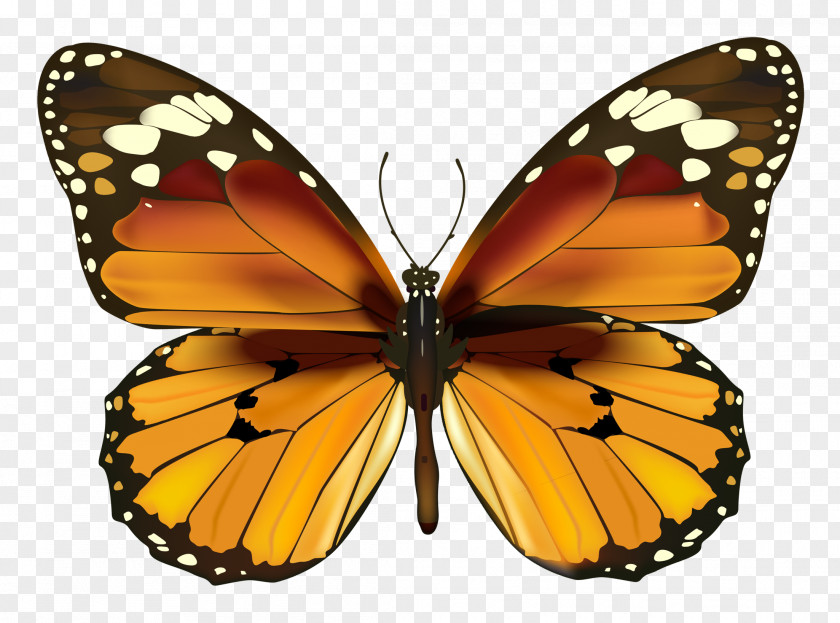 Yellow Butterfly Clipart Clip Art PNG