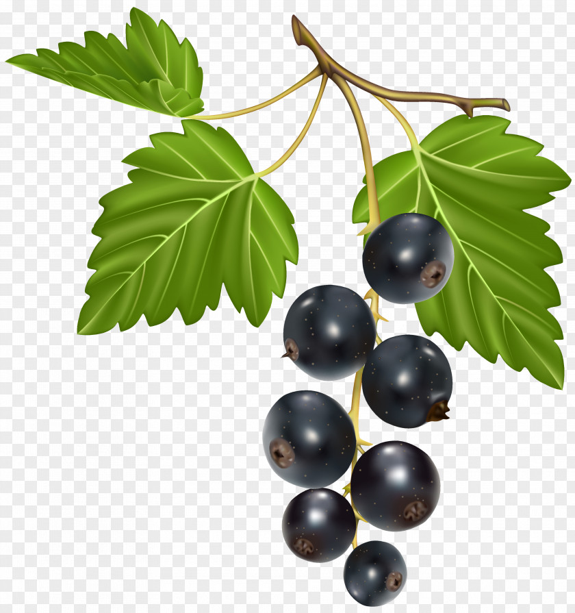 Blackcurrant Blackberry Chokeberry PNG