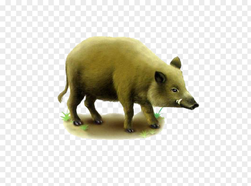 Brown Boar Wild Game Tusk Euclidean Vector PNG