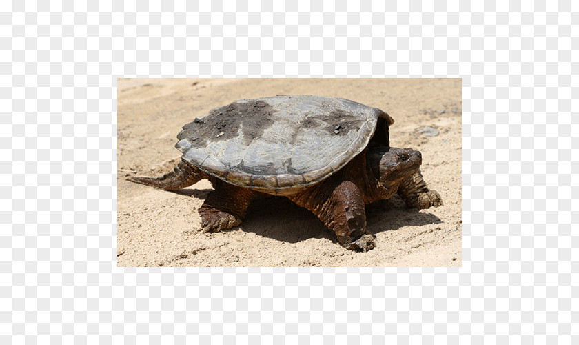 Turtle Common Snapping Box Turtles Tortoise Terrestrial Animal PNG