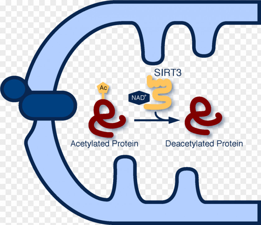 Acetylation Sirtuin 3 Protein Deacetylase 1 PNG
