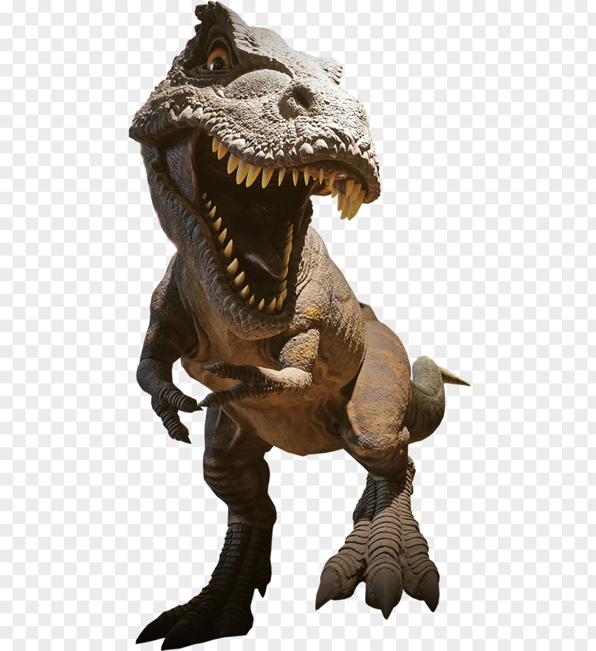 Dinosaur Tyrannosaurus Spinosaurus Giganotosaurus Velociraptor PNG