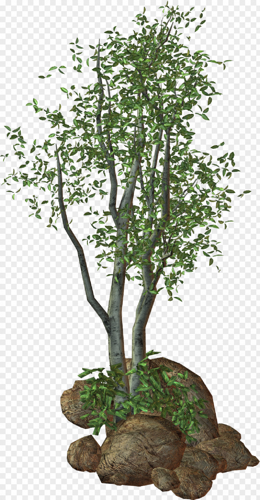 Patio Treelet Shrub Plant PNG