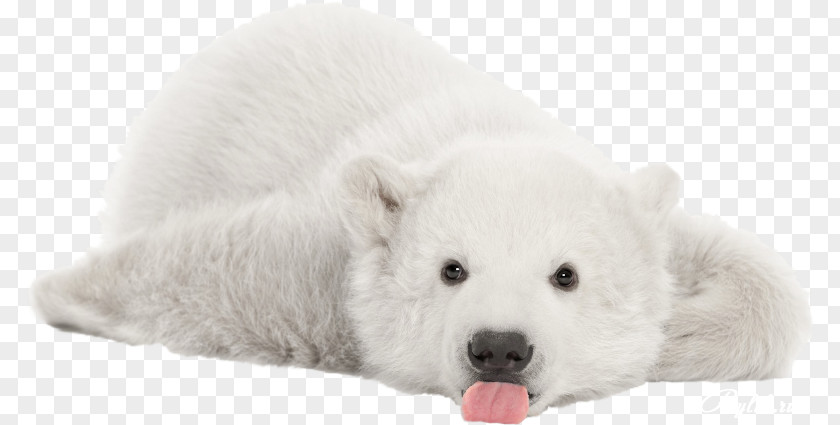 Polar Bear Cubs Giant Panda Stock Photography Royalty-free PNG