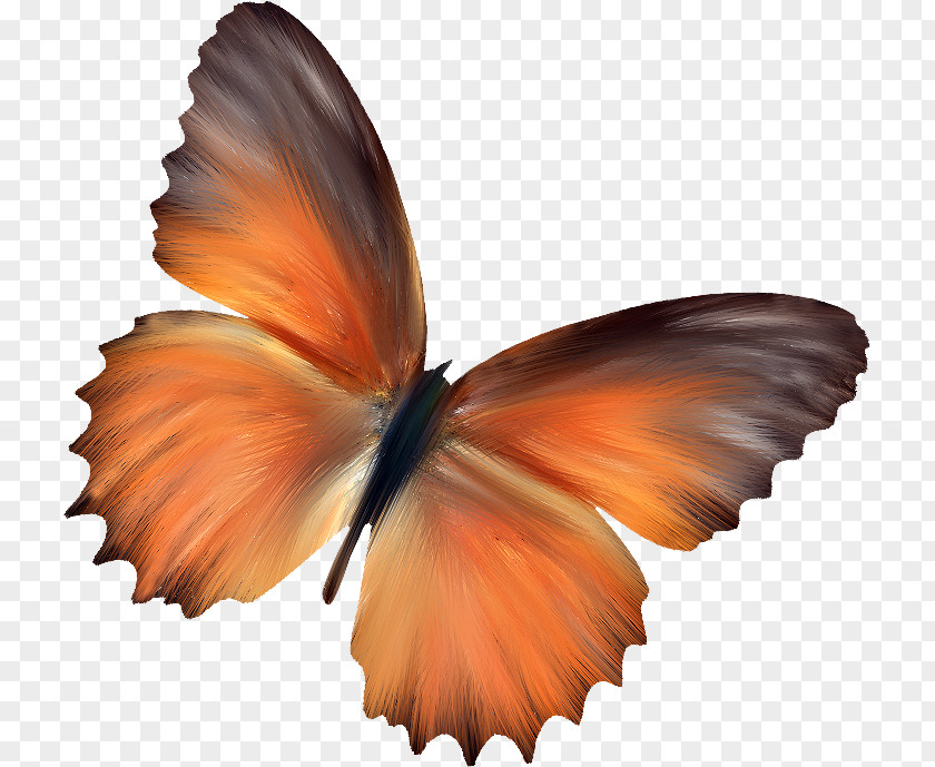 Tube Butterfly Insect Pollinator Clip Art PNG