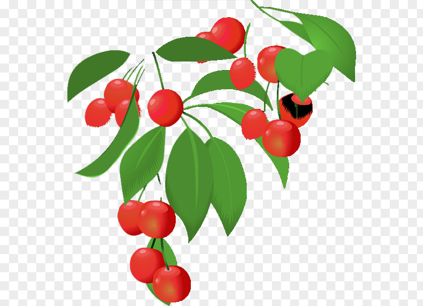 Cherry Lingonberry Barbados Family PNG