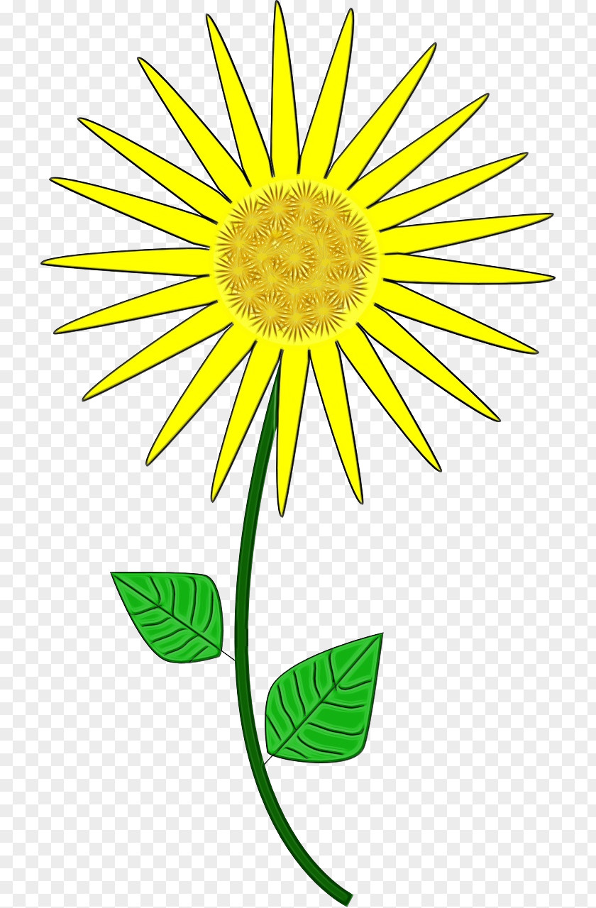 Daisy Family Dandelion Drawing Of PNG