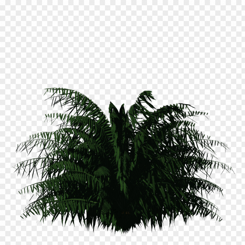Date Palm Vascular Plant Flowerpot Tree PNG