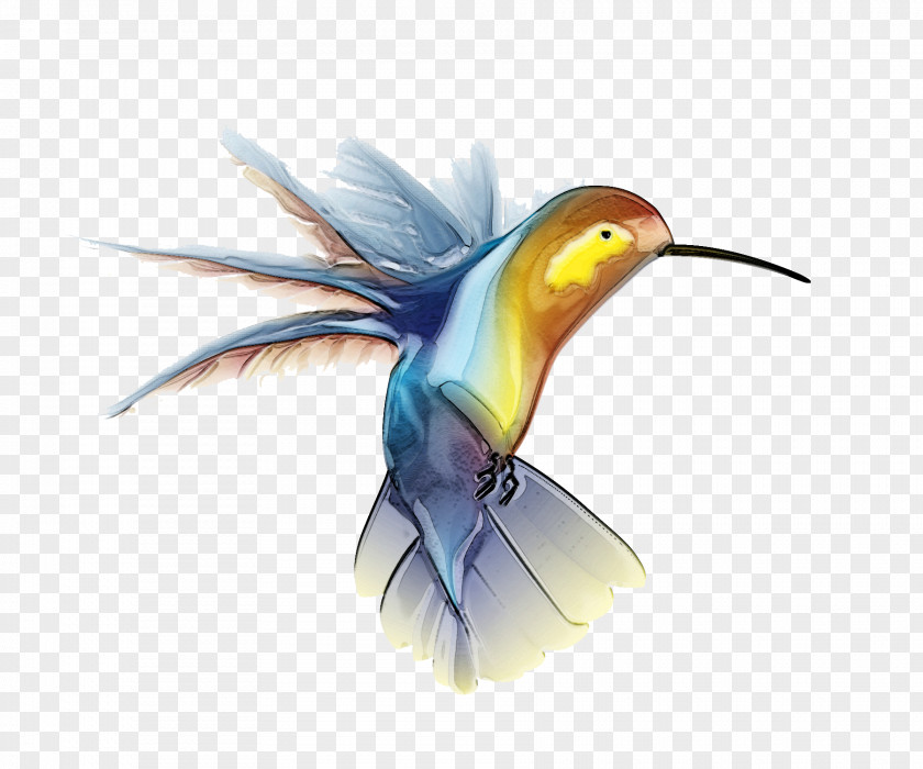 Hummingbird Picture Clip Art PNG