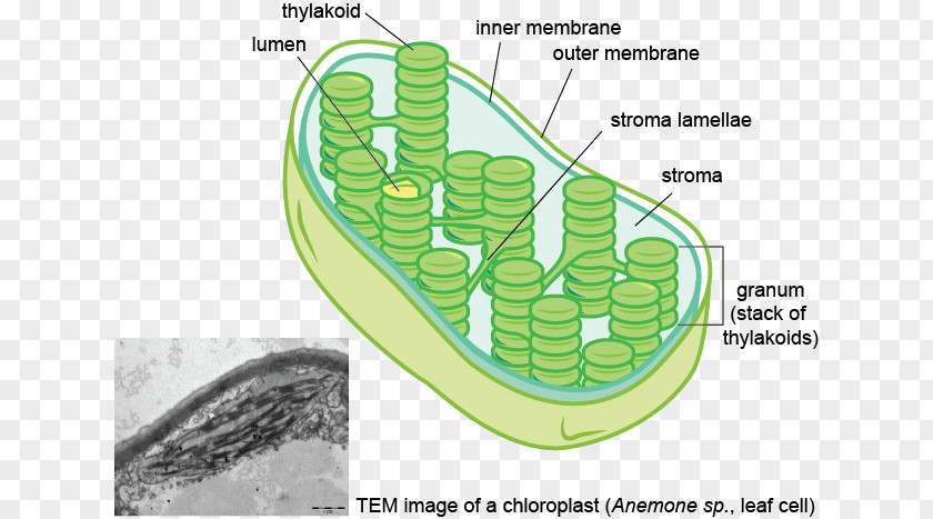 Plant Thylakoid Chloroplast Membrane Stroma Granum PNG