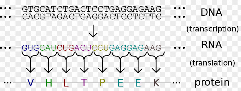 Dna Genetic Amino Acid Code DNA Nucleic PNG