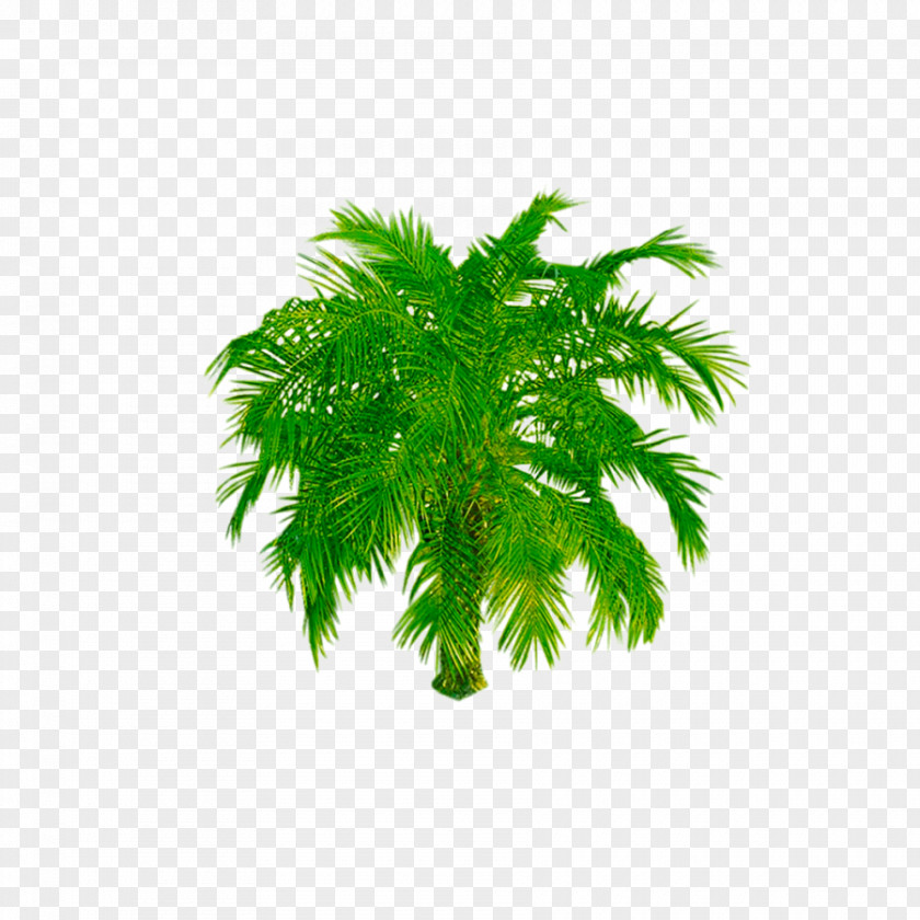 Tree Image Shrub Transparency PNG