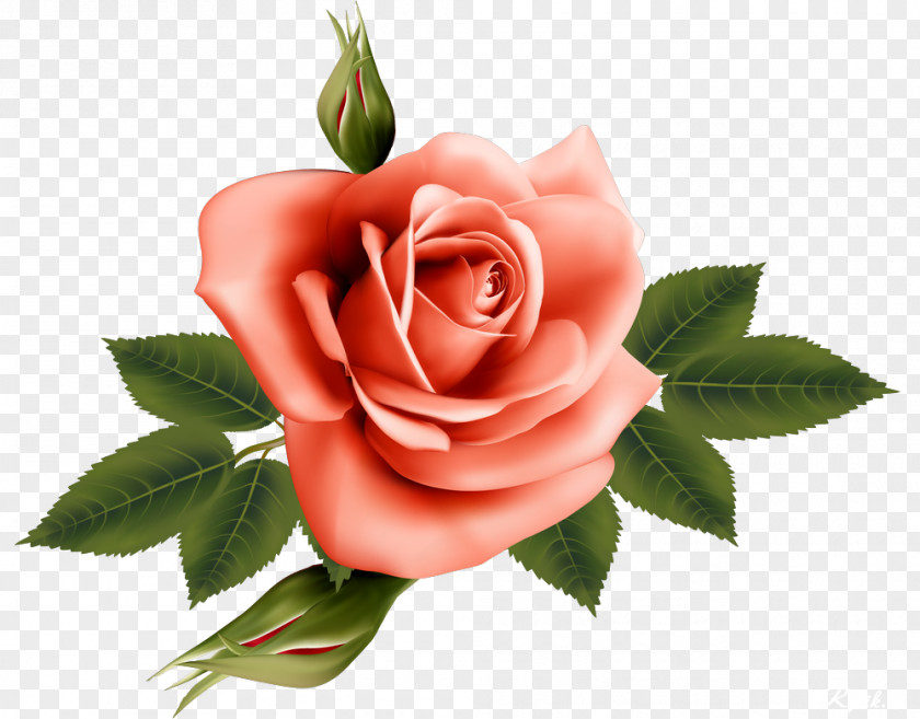 Beautiful Roses Garden Flower PNG