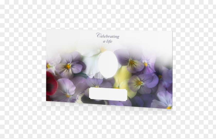 Flower Pansy Garden Common Daisy PNG