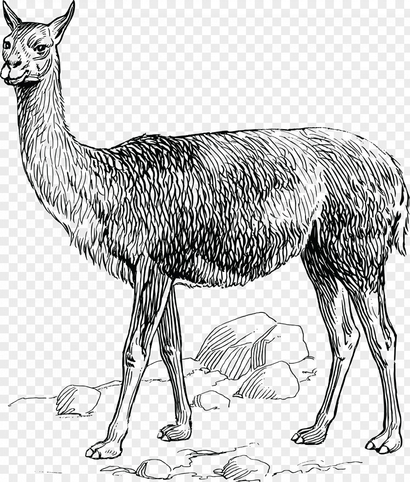 Flying Cow Vicuña Alpaca Llama Clip Art PNG