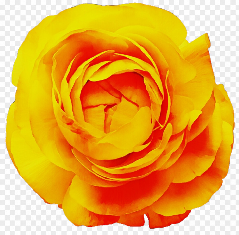 Garden Roses PNG