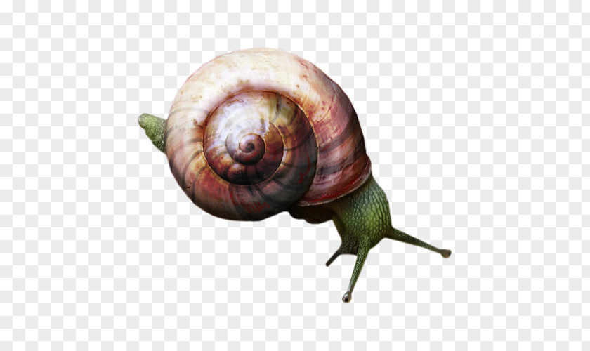 Lovely Snail Orthogastropoda PNG