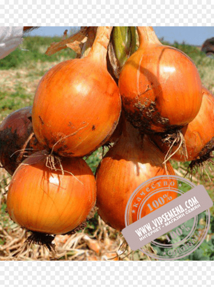 Onions Pumpkin Calabaza Winter Squash Onion Food PNG