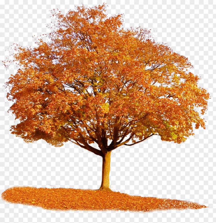 Orange Tree Autumn Maple Clip Art PNG