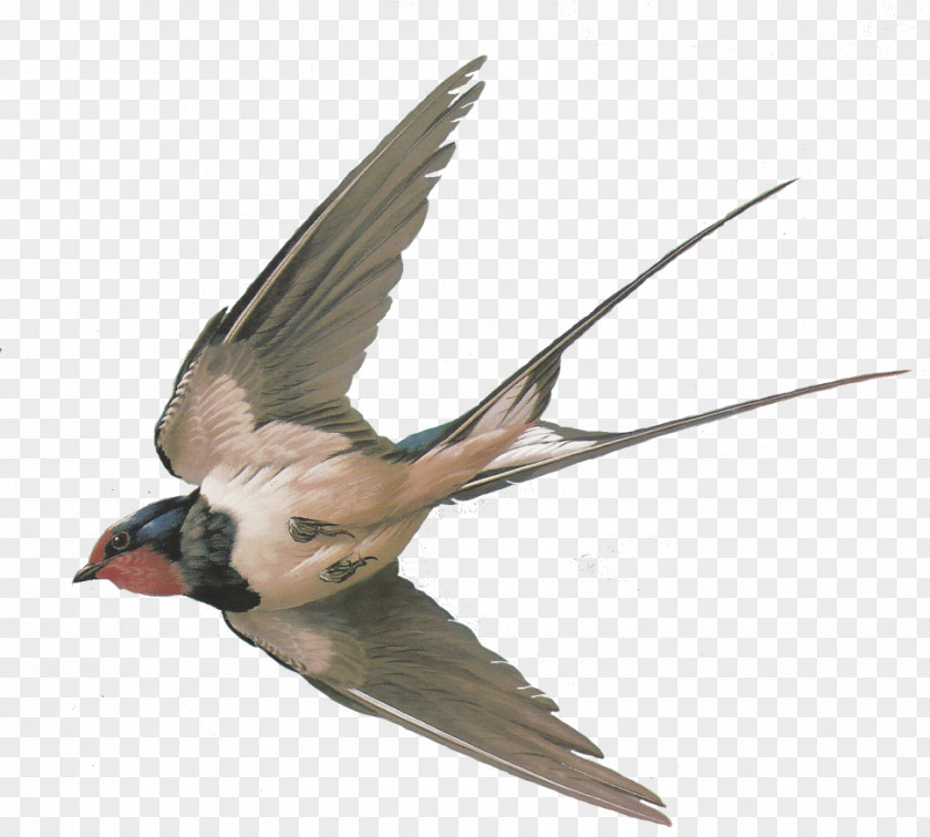 Tern Perching Bird Barn Swallow Pigeons And Doves Sparrow Tree PNG