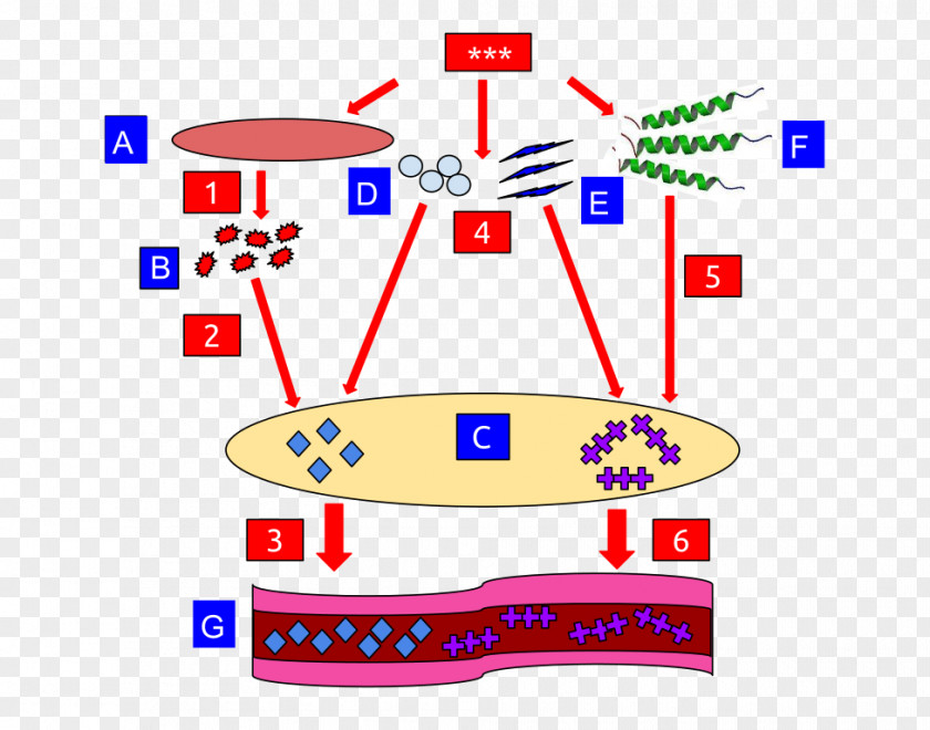 Adipose Tissue Diabetic Ketoacidosis Insulin Complications Of Diabetes Mellitus PNG