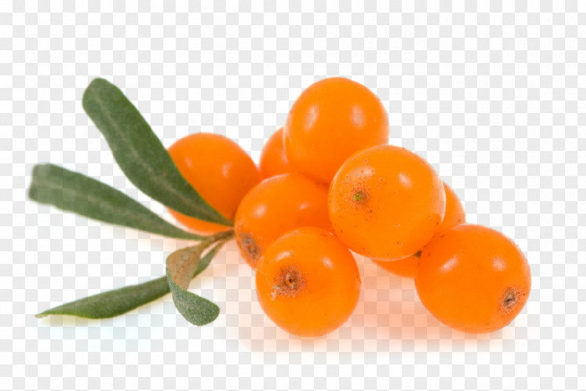Sea Buckthorn Seaberry Oil Fruit PNG