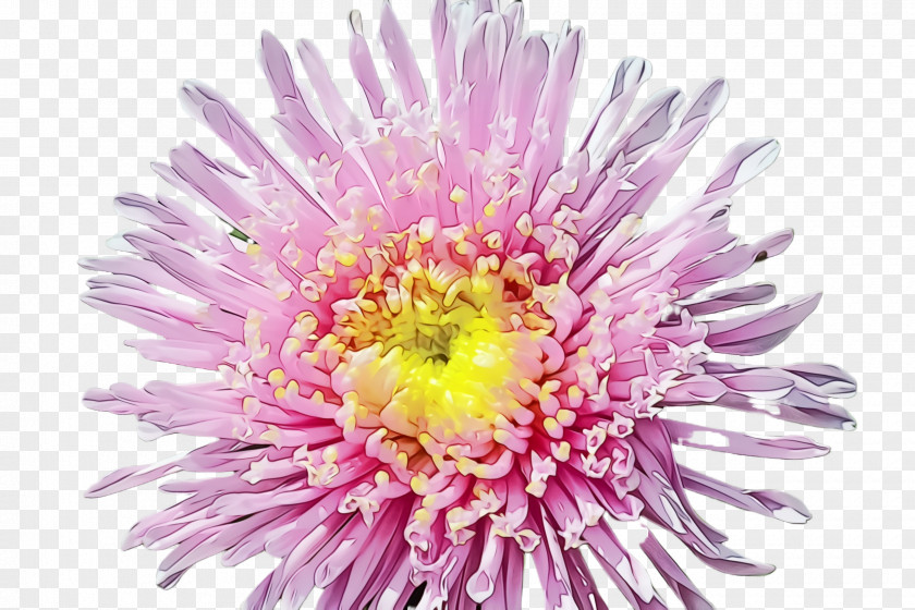 Daisy Family Aster Flower Flowering Plant China Petal PNG