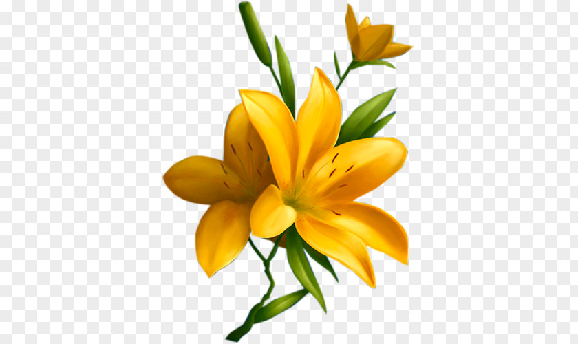 Flower Drawing Fleur-de-lis Lilium Bulbiferum PNG