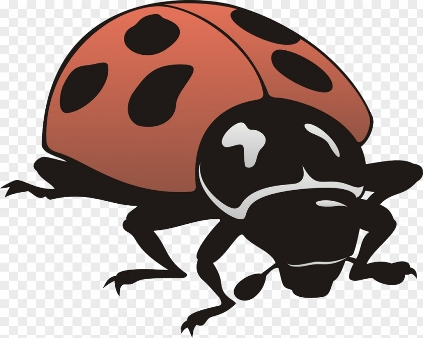 Insect General Entomology Ladybird PNG
