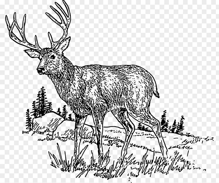 Deer White-tailed Download Clip Art PNG