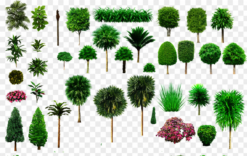 Gras Tree Shrub Ornamental Plant PNG