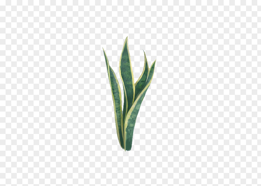 Hand-painted Aloe Vera Euclidean Vector Plant PNG