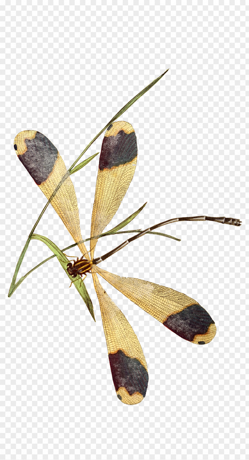 Insect Butterfly Dragonfly Image Animation PNG