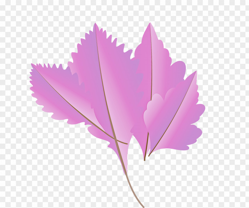 Maple Leaf PNG