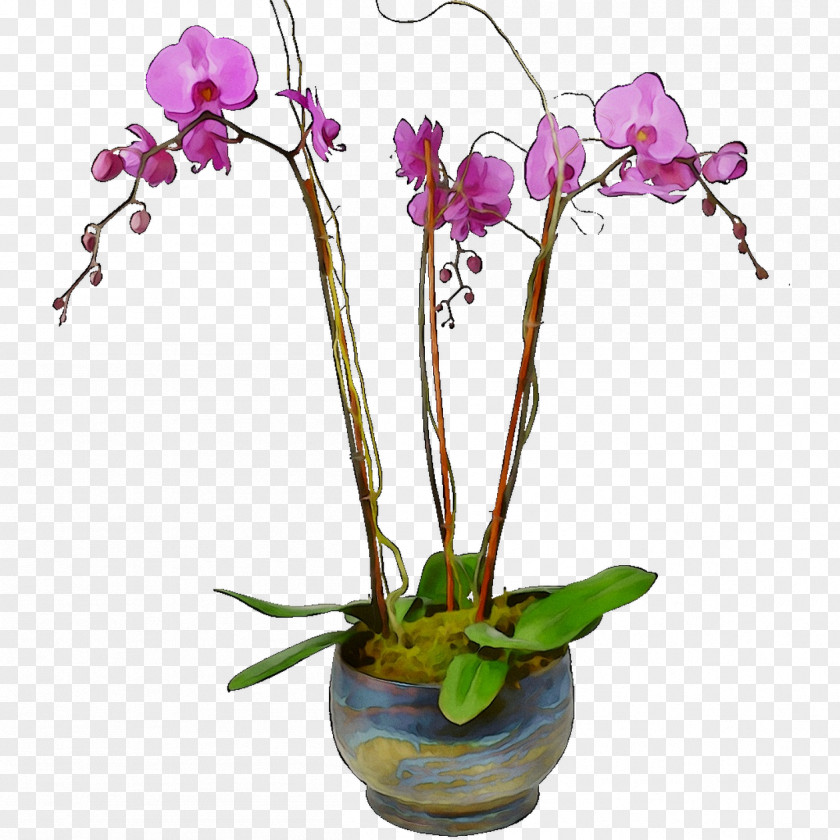 Moth Orchids Cut Flowers Floral Design Artificial Flower PNG