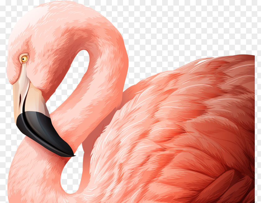 Pink Swan FIG. Flamingo Bird Royalty-free Illustration PNG