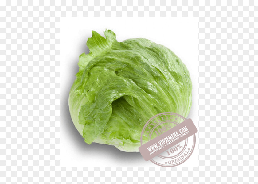 Vegetable Romaine Lettuce Leaf Nasonovia Ribisnigri Cruciferous Vegetables PNG