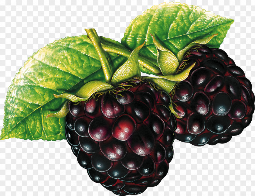 Black Mulberry Psd Blackberry Clip Art Fruit Raspberry Berries PNG