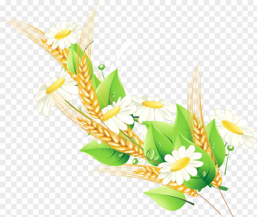 Handmade Wheat Daisy Decorative Vector Floral Design Adobe Illustrator Euclidean PNG