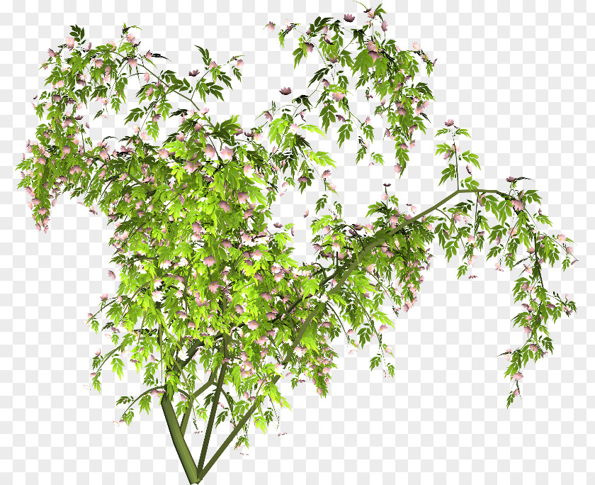 Herbes PNG