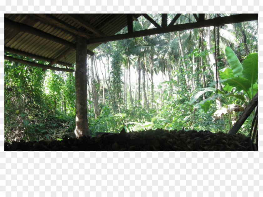 Tree Rainforest Biome Nature Reserve Vegetation PNG