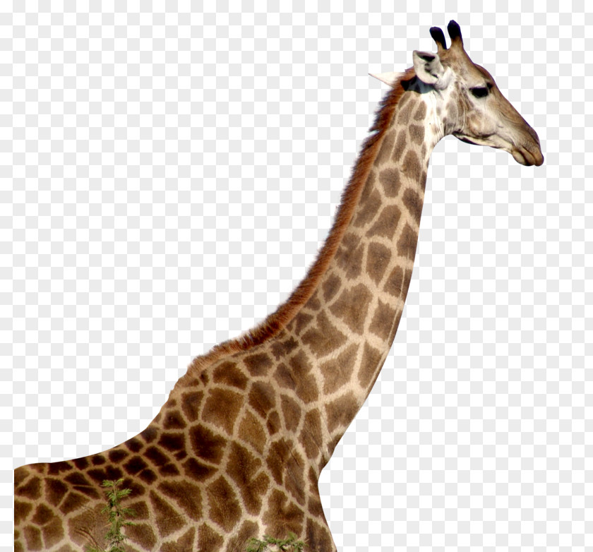 Jafar Dl Giraffe Image Clip Art Desktop Wallpaper PNG