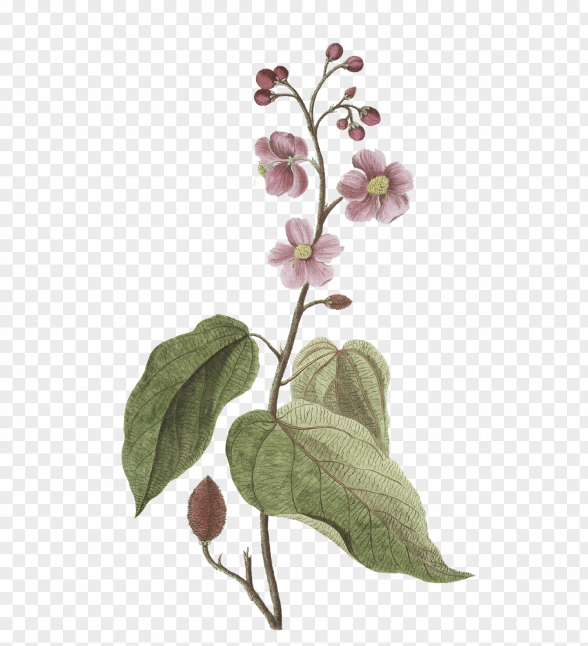 Plant Stem Flower Leaf Twig Lilac PNG