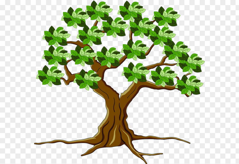 Tree Leaf Root PNG