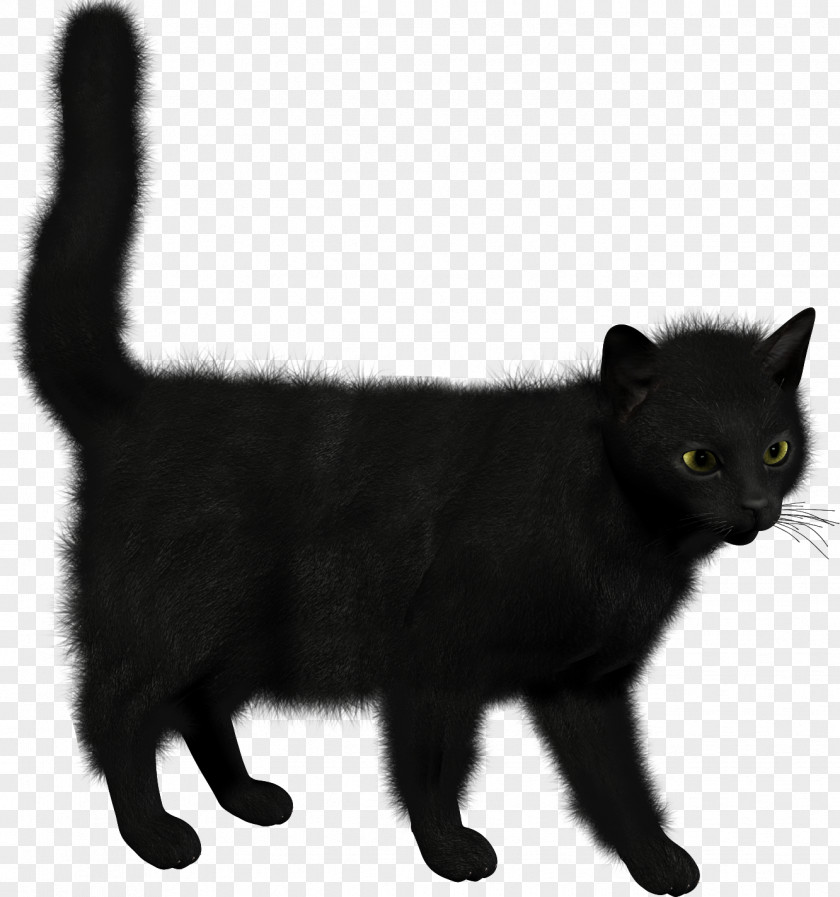 Witch Cat Bombay Kitten PNG
