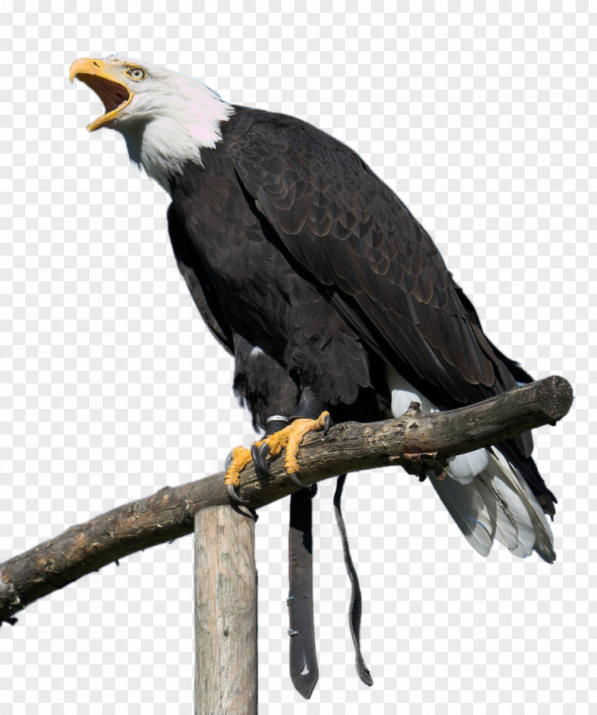 Bird Bald Eagle White-tailed Golden PNG